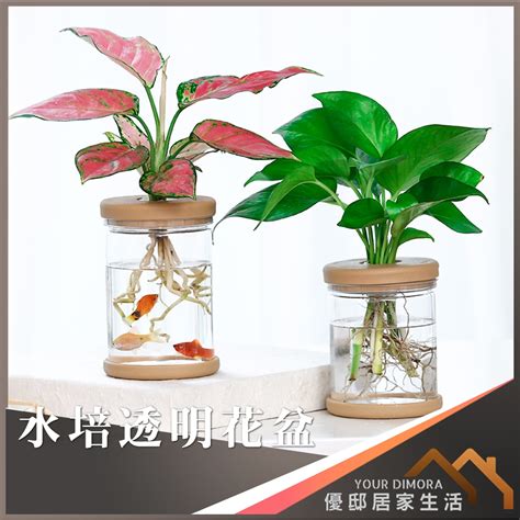 水生植物盆栽養魚|四種有水就能夠成活的水生植物」水草「 養護輕鬆還。